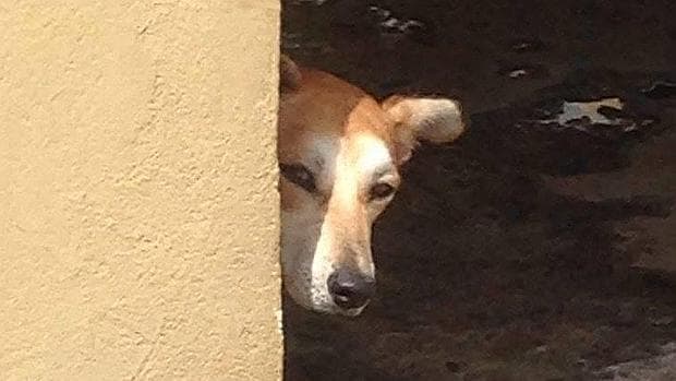 Una perra abandonada en Bañaderos