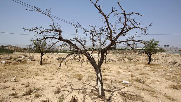 Terrenos afectados por la sequía en la Vega Baja