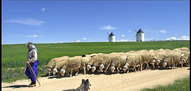 Quesera Campo Rus cuenta con unas mil cabezas de ganado ovino
