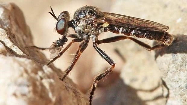 Pequeña y mortífera: así es la nueva especie de mosca encontrada en la Sierra de Guadarrama