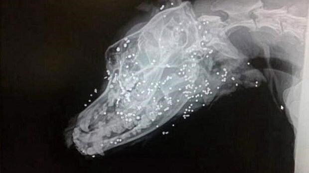 Una radiografía que muestra los perdigones que impactaron en la cara del perro