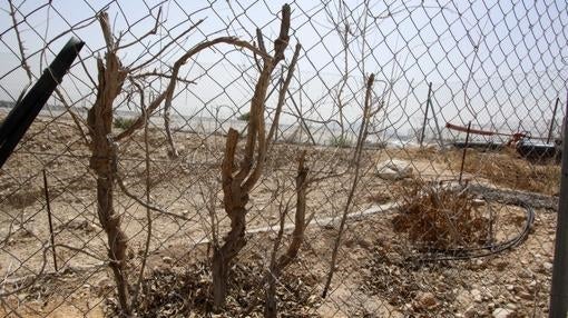 Terrenos secos en la zona de la Murada, en la Vega Baja