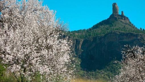 Los almendros florecidos en Tejeda