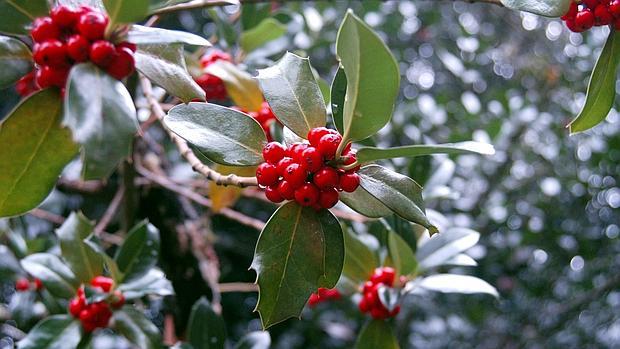 Frutos del acebo