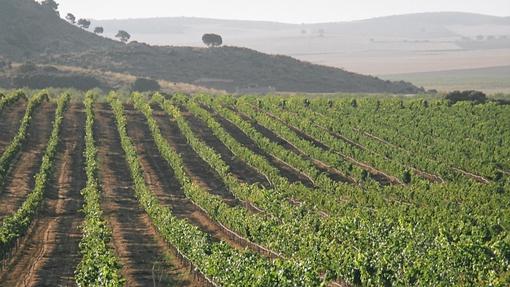 Viñedos de Finca Manzanares en Chinchilla de Montearagón