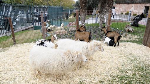 Ovejas y cabras en el belén de Caja Rural