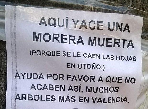 Los vecinos lanzan una campaña para evitar la tala de 2.700 moreras sanas en Valencia