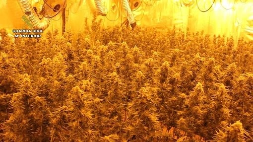 Desmantelan un macrolaboratorio de marihuana en Villanueva de Perales