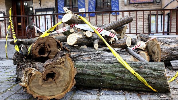 Árbol talado este miércoles en la plaza Amador de los Ríos