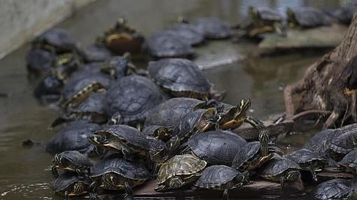 Tortugas hacinadas, unas encima de otras, en el estanque de Atocha