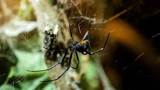 La exposición permite ver la araña más venenosa del planeta, la Viuda Negra americana