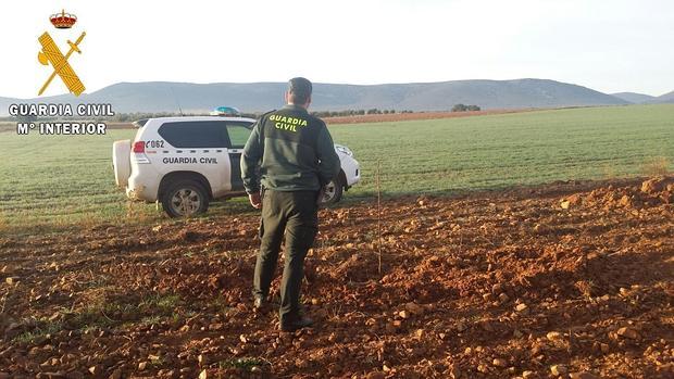 Algunos de los almendros habían sido replantados en otra parcela