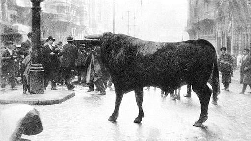 El toro de lidia que anduvo suelto en la Gran Vía de Madrid