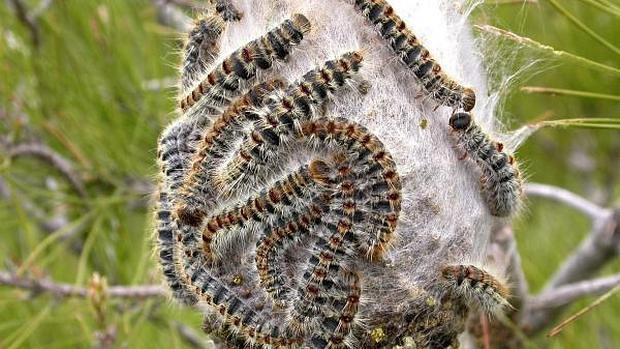 El suave clima de este invierno está provocando un aumento de las orugas en los árboles