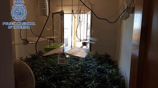 Desmantelan una plantación de marihuana en un edificio ocupado en Talavera