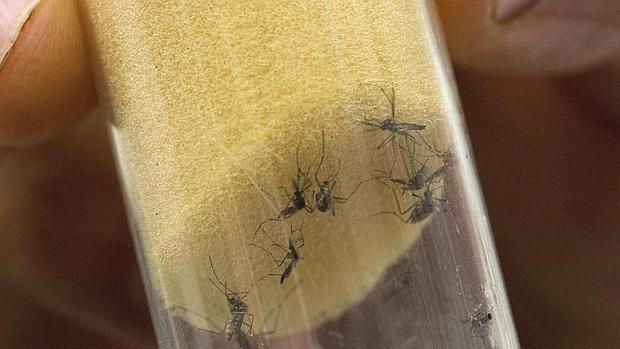 Mosquitos portadores del virus Zika, analizados en un laboratorio