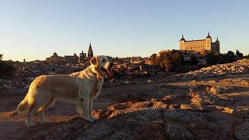 Un can, en primer plano. Al fondo, el Alcázar de Toledo