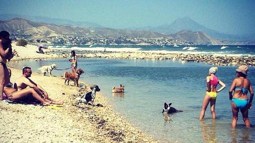 Cinco lugares para ir con tu mascota en Alicante