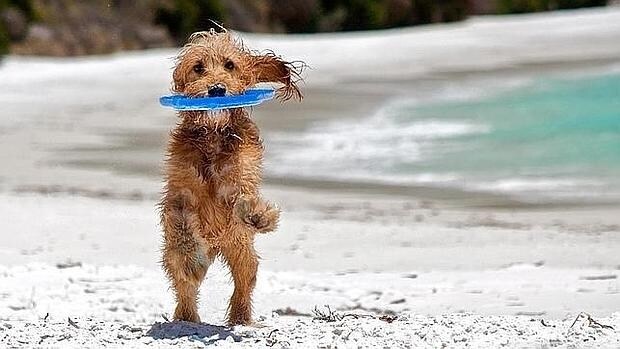 En Cataluña solo hay seis playas que permitan perros
