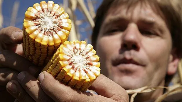 Un agricultor aragonés muestra a pie de campo maíz transgénico, inmune a las plagas