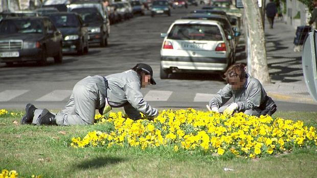 Dos jardineros plantan flores en una rotonda