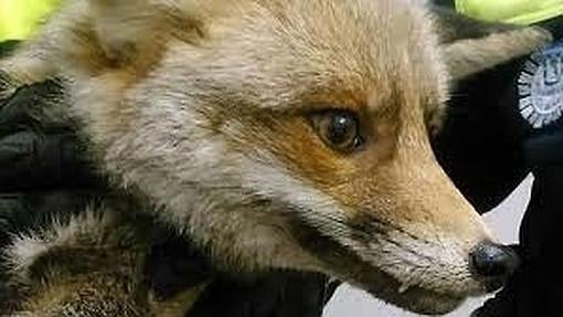 Los animales más peculiares encontrados en Madrid