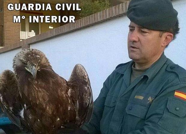 La Guardia Civil rescata un águila real herida en Los Navalucillos