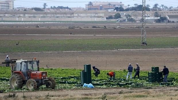 Una explotación agrícola en Cartagena.