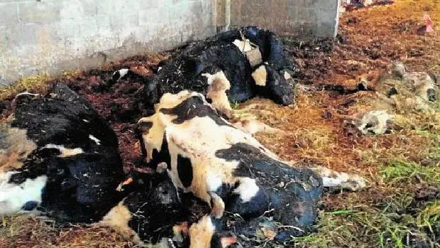 Cadáveres de vacas entre restos de abono