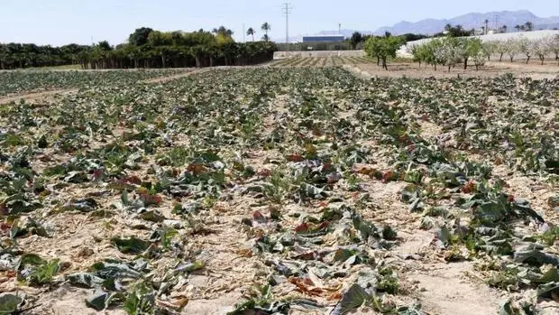 Campo de cultivo afectado por la sequía en la Vega Baja alicantina