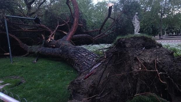 El árbol, totalmente arrancado de raíz, cayó frente a una estatua de El Retiro sin provocar daños importantes