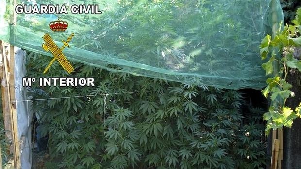 Detenida una familia que cultivaba 1.200 plantas de marihuana en Lozoyuela