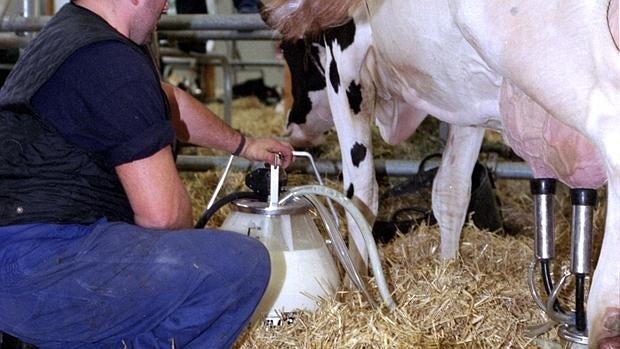 En Aragón hay 150 explotaciones de vacuno de leche