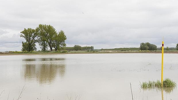 Crecida del río Esla a su paso por Benavente como consecuencia del temporal de lluvia