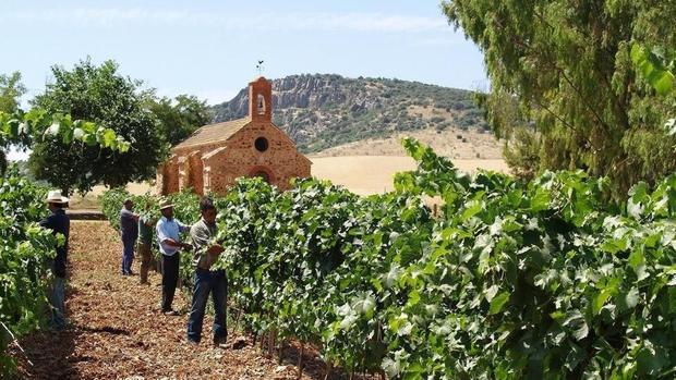 Vendimia en la finca Encomienda de Cervera