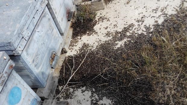 Abejas muertas por envenenamiento en la finca de Bacarot.