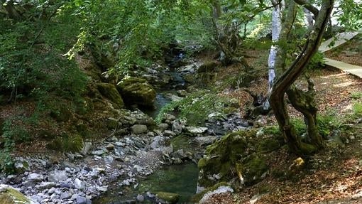 Hayedos y hayedos en el faedo de Ciñera