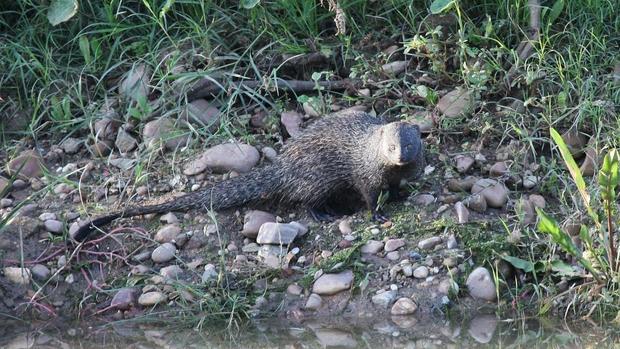 Los meloncillos están terminando con la fauna de los arroyos