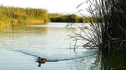 Imagen de la Albufera