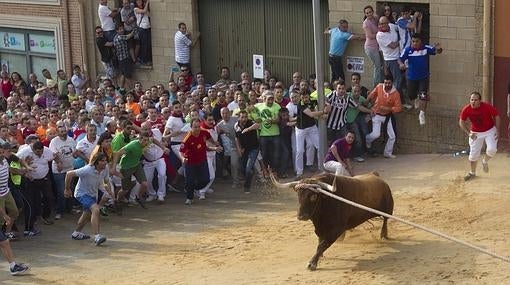 Toro enmaromado de Benavente