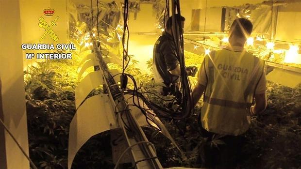 Imagen de las plantas confiscadas