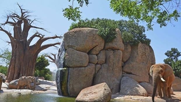 Manada de elefantes en las instalaciones de Bioparc en Valencia