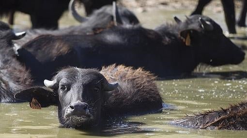 Los búfalos de la Finca Hoyas de Santa Ana, dándose un baño en la «piscina»