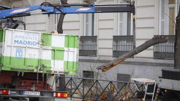 Operarios del Ayuntamiento de Madrid retiran ramas dañadas frente a la Audiencia Nacional