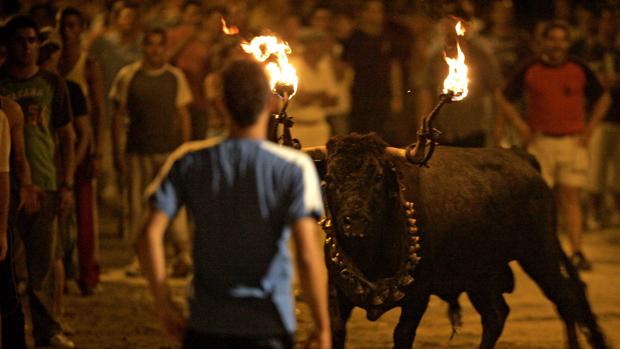 Imagen de archivo de un toro embolado