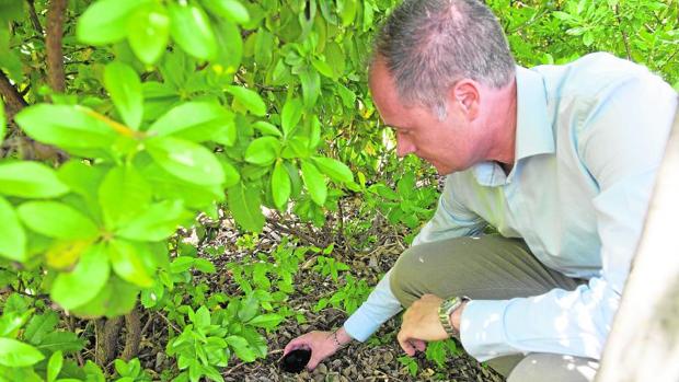 Colocación de trampas para detectar el acceso de mosquitos con capacidad para trasmitir el Zika