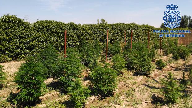 Imagen de la plantación desmantelada por la Policía Nacional