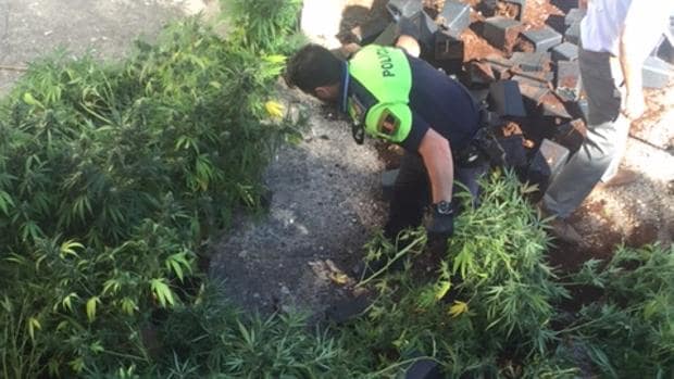 Agentes de la Policía local descubren la plantación de Marihuana
