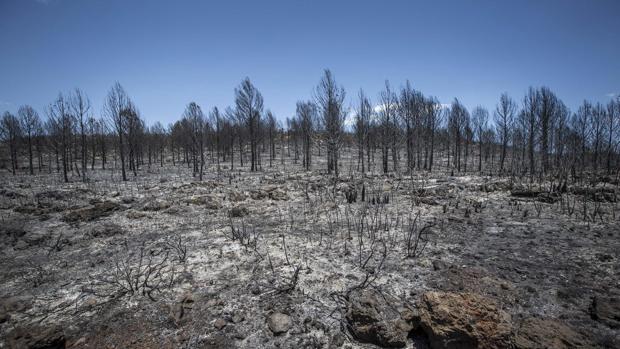 Imagen de los efectos del incendio en Carcaixent tomada el pasado sábado