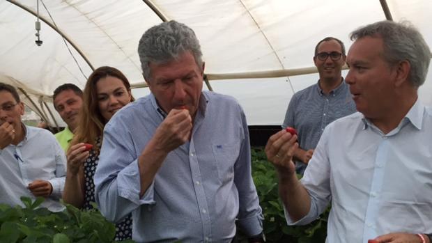 Pedro Quevedo y Sebastián Franquis en una finca de fresas de Valsequillo, Gran Canaria